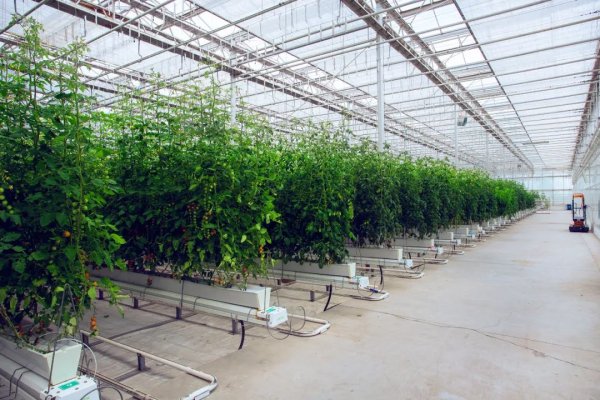 涨中宝 活力中国调研行丨来到这家“植物工厂”，就知道智慧农业究竟有多炫酷